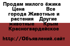 Продам милого ёжика › Цена ­ 10 000 - Все города Животные и растения » Другие животные   . Крым,Красногвардейское